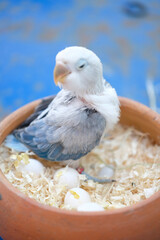 Lovebirds and japan budgerigars crested on the log and  baby bird on the bowl
