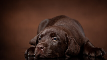 chocolate labrador retriever puppy portrait.