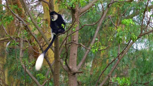 Black-and-white colobus or colobi - Colobus guereza, monkey native to Africa, related to red colobus monkey of Piliocolobus, long tail, female with young child cub on the tree in Kenya.
