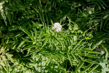 The medicinal herbs Dwarf elder (Sambucus ebulus) close-up