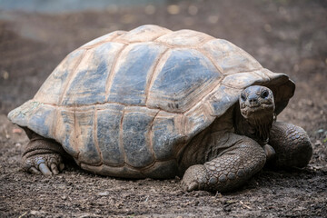 Aldabra Tortoise