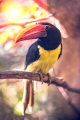 Green Aracari 