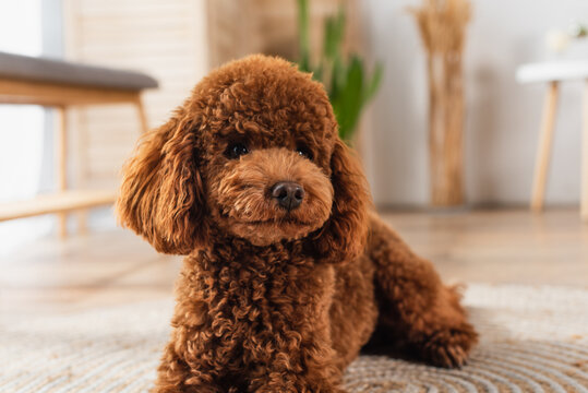 brown groomed poodle resting in modern apartment.