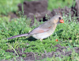 Northern Cardinal