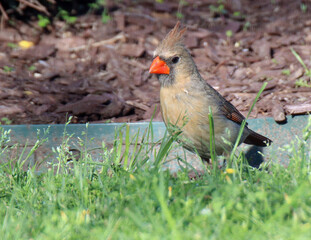 Northern Cardinal