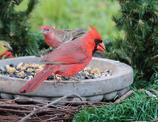 Northern Cardinal