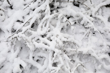 Bush branches covered with snow