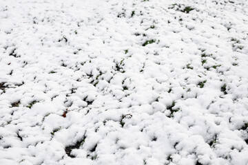Green plants covered with snow