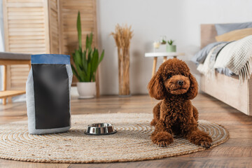 curly poodle lying near pet food bag and metallic bowl in bedroom.