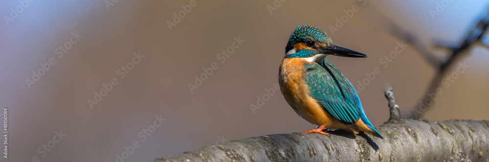 Wall mural male common kingfisher perching image with copy space.