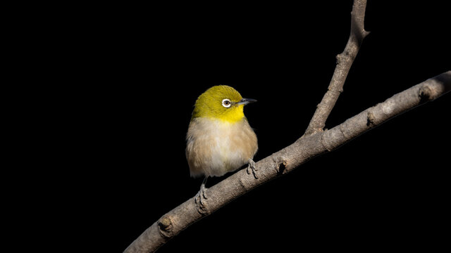Warbling white-eye or Japanease white-eye bird perching on the tree branch with black background.