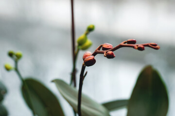 Orchid flower spike by the window under artificial light in winter, Phalaenopsis flower buds closeup