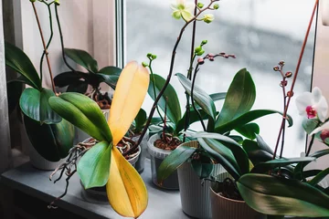 Schilderijen op glas Phalaenopsis orchid leaves turning yellow due to root rot © Enso