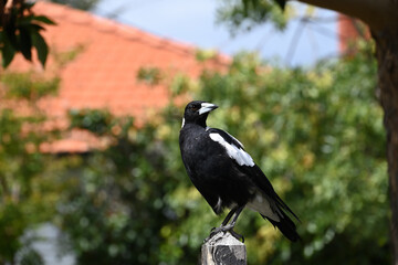 Regal-looking Australian magpie perched atop a wooden fence post, with its head turned as its eye...