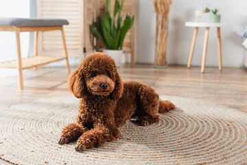 brown poodle lying on round rattan carpet at home.