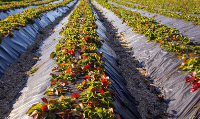 Field with strawberry cultivation. Countryside farm