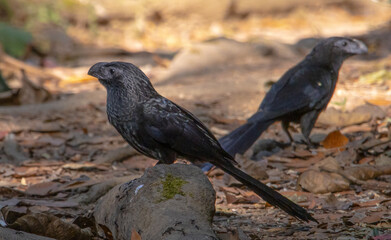 Crotophaga sulcirostris. Nature photo with blur and copy space.  Black bird known as Tijo or...