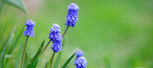 Spring banner of beautiful grape hyacinths. Muscari flowers in spring garden. Landscape panorama, copy space