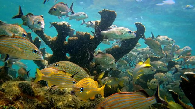 Underwater scenery with a school of fish among the corals at coral reef of the Bocas del Toro, Panama. Species include bluestriped grunt (Haemulon sciurus), doctorfish (Acanthurus chirurgus), snapper.