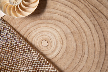 nautilus shell on a wooden background