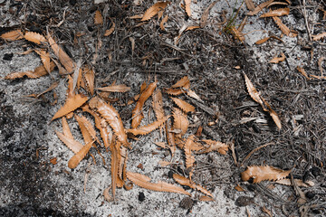 Dried Banksia leaves on the sandy ground