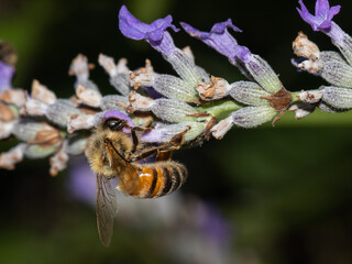 bee on a flower