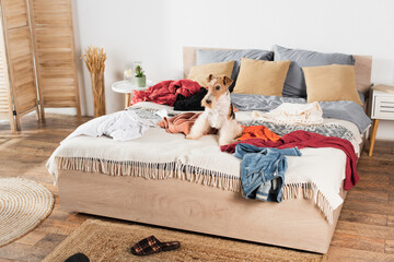 wirehaired fox terrier lying on messy bed around clothes.