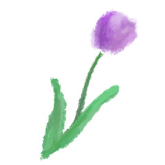 水彩風に描いたパープルのチューリップ