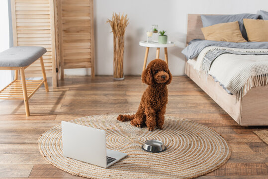poodle sitting near laptop and bowl on round rattan carpet in bedroom.