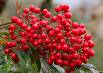 ナンテンの実　縁起植物