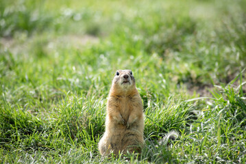 Naklejka na ściany i meble a wild gopher sits on a belt and stares intently into the distance, close-up