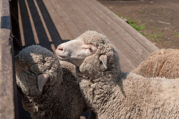 a pair of white curly-haired adult sheep behind a wooden fence on a farm