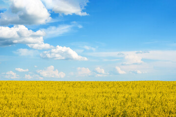 a beautiful yellow rapeseed field against a background of blue sky and clouds