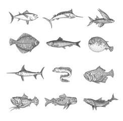 Sea and ocean isolated fish vector sketches. Tuna, blue marlin, anglerfish and puffer fish, flounder, herring and moray eel, flying gurnard, perch and swordfish, isolated hand drawn monster animals © Vector Tradition