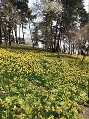 Obraz premium daffodil