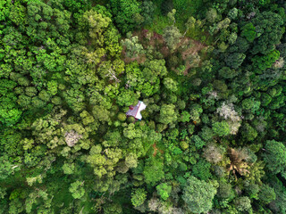 A small hut in the middle of the forest. Aerial shot. 
