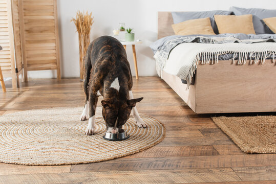 american staffordshire terrier eating pet food from bowl on round rattan carpet in bedroom.