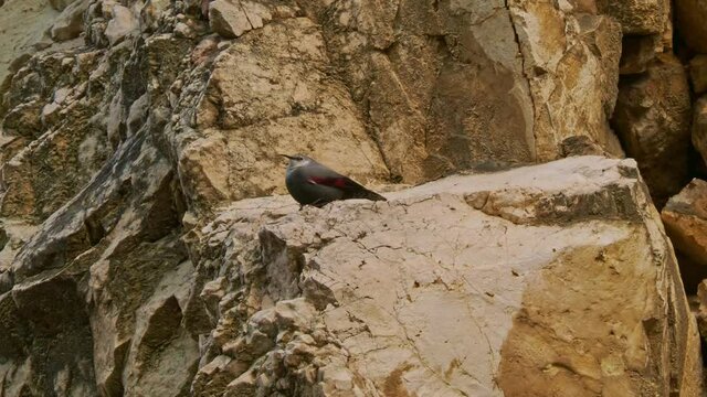 The Wallcreeper - Tichodroma muraria sitting on the rock in Czech Republic. Grey and red small passerine mountain bird, found throughout the high mountains of the Palearctic from Europe to China.