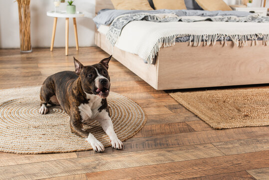 american staffordshire terrier lying on round rattan carpet in bedroom.