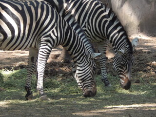 zebra africana