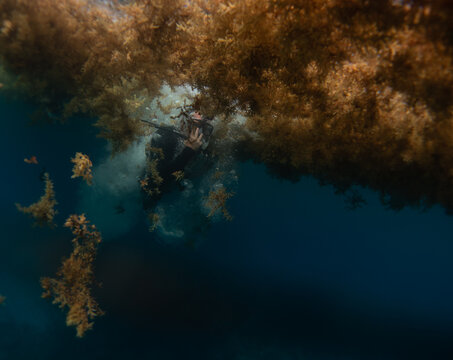 scuba diver jump right to the sargasso