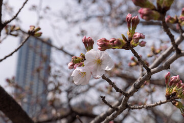 都会に咲き始めた桜
