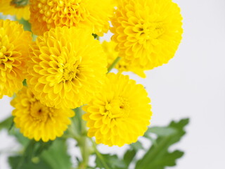 黄色いピンポンマム