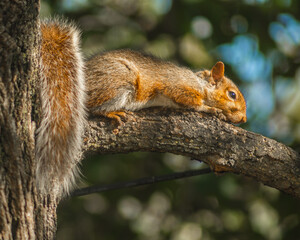 Squirrel lying on tree branch
