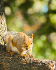 Attentive squirrel looking at the camera