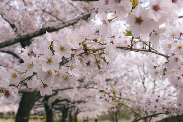 tree blossom