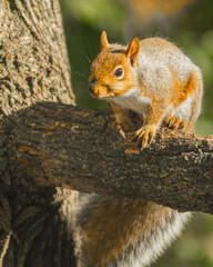 squirrel on the tree