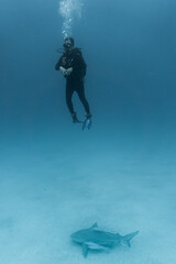 shark dive in mexico with bullshark