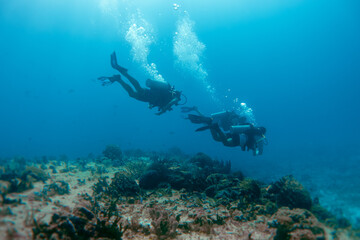 divers scuba diving around the coral reef