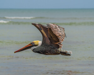 brown pelican on the beach